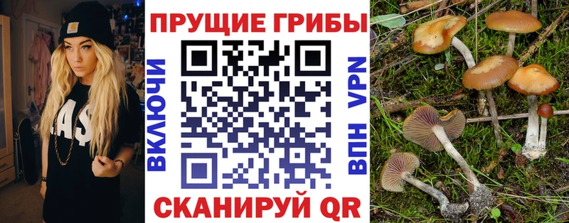Псилоцибиновые грибы Psilocybine cubensis  Тюкалинск 